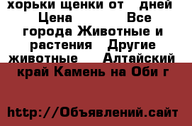 хорьки щенки от 35дней › Цена ­ 4 000 - Все города Животные и растения » Другие животные   . Алтайский край,Камень-на-Оби г.